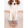 Trixie Calcetines Perro, Antideslizante