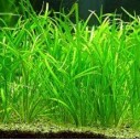 Echinodorus tenellus