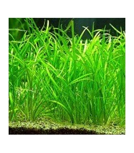 Echinodorus tenellus