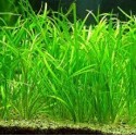 Echinodorus tenellus