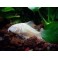 Corydora Albina
