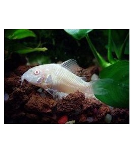 Corydora Albina