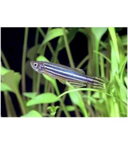 Brachydanio rerio (cebrita)