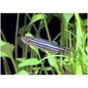 Brachydanio rerio (cebrita)