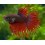 Betta Crowntail Hembra