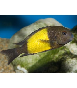 Buscas Cíclidos!!!! Pregúntanos