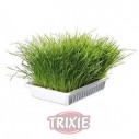 Trixie Bandeja Bio hierba para gatos