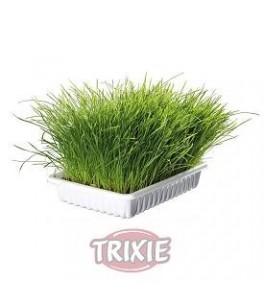 Trixie Bandeja Bio hierba para gatos