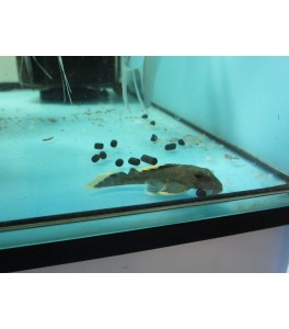 L047 Baryancistrus chrysolomus (sp. magnum)