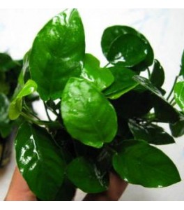Anubia barteri nana rizoma