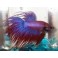 Betta CownTail