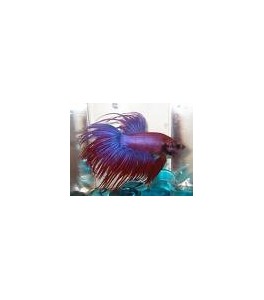 Betta CownTail