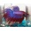 Betta CownTail