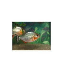serrasalmus nattereri 6-7 cm