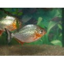 Serrasalmus nattereri 6-7 cm