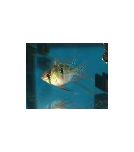 Ramirezi Baloon 4 cm