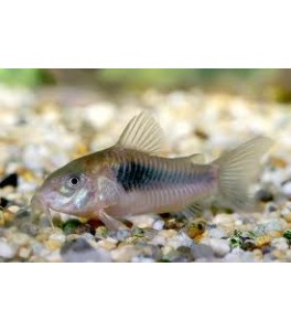 Corydoras aeneus 3 cm