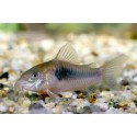 Corydoras aeneus 3 cm
