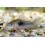 Corydoras aeneus 3 cm