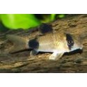 Corydora Panda 3 cm