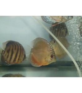 Pez Disco Red Alenquer 5 cm