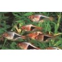 Rasbora heteromorpha (arlequín)