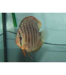 Pez Disco Brown 16 cm