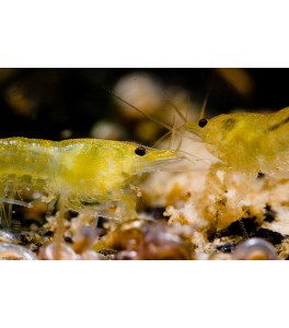 Neocaridina Heteropoda Yellow Fire 1,5 - 2cm