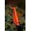 Neocaridina heteropoda var. Red ( Red Cherry)