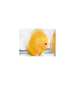 Pez disco Golden Pigeon 5-6 cm