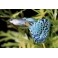 Poecilia Reticulata (Guppy)