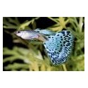 Poecilia Reticulata (Guppy)