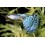 Poecilia Reticulata (Guppy)
