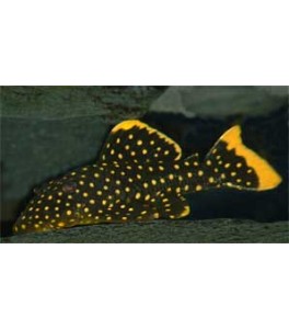 L018 Baryancistrus sp.