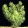 Ceratophylum