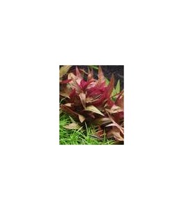 Alternanthera Lilacina