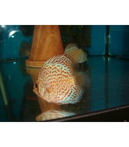 Pez Disco Leopard Grado A