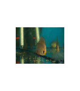 Promoción 4 Peces Disco + Envio Urgente 100