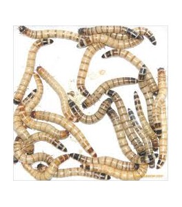 Racion 55gr Zophobas