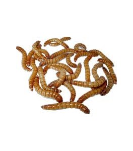 Racion Tenebrios molitor